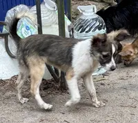 Mojo, a male Shetland Sheepdog for sale in Chester, VA – 5 of 10