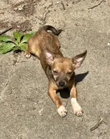 Shorty, a male Chihuahua for sale in Chester, VA – 2 of 10