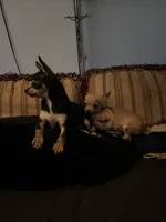 Tiny, a female Chihuahua for sale in Chester, VA – 2 of 6