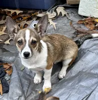 Chucky , a male Shetland Sheepdog and Chihuahua for sale in Chester, VA – 3 of 6