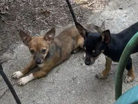 Shorty, a male Chihuahua for sale in Chester, VA – 7 of 10