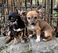 Jade, a female Chihuahua for sale in Chester, VA – 5 of 7