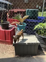 Shorty, a male Chihuahua for sale in Chester, VA – 9 of 10