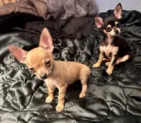 Kody, a male Chihuahua for sale in Chester, VA – 9 of 10
