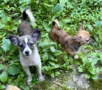 Mojo, a male Shetland Sheepdog for sale in Chester, VA – 9 of 10