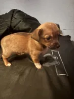 Chester, a male Chihuahua for sale in Chester, VA – 4 of 10