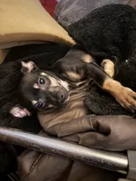 Tank, a male Chihuahua for sale in Chester, VA – 10 of 10