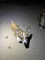 Chucky , a male Shetland Sheepdog and Chihuahua for sale in Chester, VA – 6 of 6