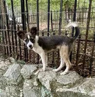 Mojo, a male Shetland Sheepdog for sale in Chester, VA – 7 of 10