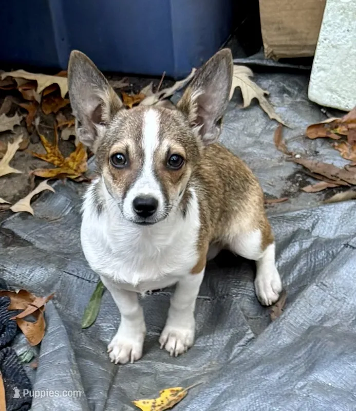 Chucky  – Shetland Sheepdog, Chihuahua puppy for sale in Chester, VA