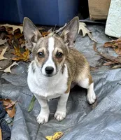Chucky , a male Shetland Sheepdog and Chihuahua for sale in Chester, VA – 1 of 6