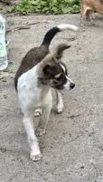 Mojo, a male Shetland Sheepdog for sale in Chester, VA – 6 of 10