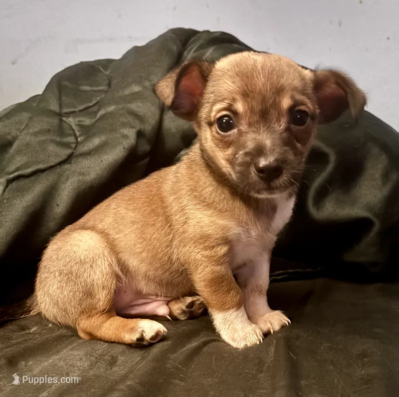 Chester – Chihuahua puppy for sale in Chester, VA