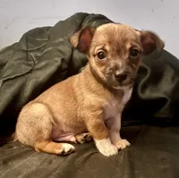 Chester, a male Chihuahua for sale in Chester, VA – 1 of 10