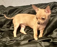 Kody, a male Chihuahua for sale in Chester, VA – 2 of 10