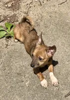 Shorty, a male Chihuahua for sale in Chester, VA – 4 of 10