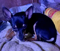 Doby, a male Chihuahua for sale in Chester, VA – 10 of 10