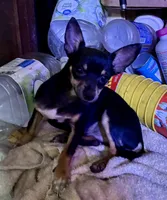 Doby, a male Chihuahua for sale in Chester, VA – 9 of 10