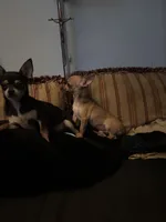 Tiny, a female Chihuahua for sale in Chester, VA – 4 of 6