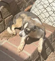 Mojo, a male Shetland Sheepdog for sale in Chester, VA – 8 of 10