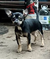Tank, a male Chihuahua for sale in Chester, VA – 6 of 10