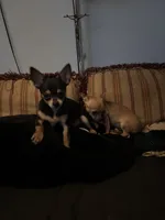 Tiny, a female Chihuahua for sale in Chester, VA – 3 of 6