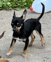 Charlie , a male Chihuahua for sale in Chester, VA – 3 of 8