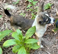 Mojo, a male Shetland Sheepdog for sale in Chester, VA – 3 of 10