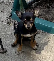 Charlie , a male Chihuahua for sale in Chester, VA – 2 of 8