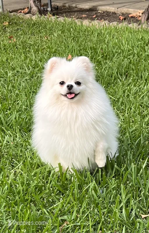 WHITE MALE – Pomeranian puppy for sale in Sacramento, CA