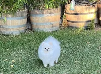 WHITE MALE, a male Pomeranian for sale in Sacramento, CA – 5 of 5