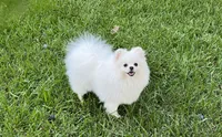WHITE MALE, a male Pomeranian for sale in Sacramento, CA – 2 of 5
