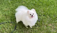 WHITE MALE, a male Pomeranian for sale in Sacramento, CA – 3 of 5