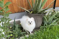 WHITE MALE, a male Pomeranian for sale in Sacramento, CA – 4 of 5