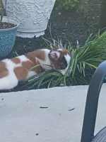 Izzy, a female Saint Bernard for sale in Hinesville, GA – 5 of 5