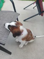 Izzy, a female Saint Bernard for sale in Hinesville, GA – 3 of 5
