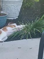 Izzy, a female Saint Bernard for sale in Hinesville, GA – 2 of 5