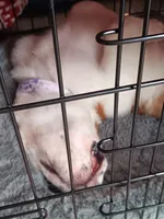 Izzy, a female Saint Bernard for sale in Hinesville, GA – 4 of 5