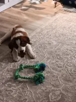Izzy, a female Saint Bernard for sale in Hinesville, GA – 1 of 5