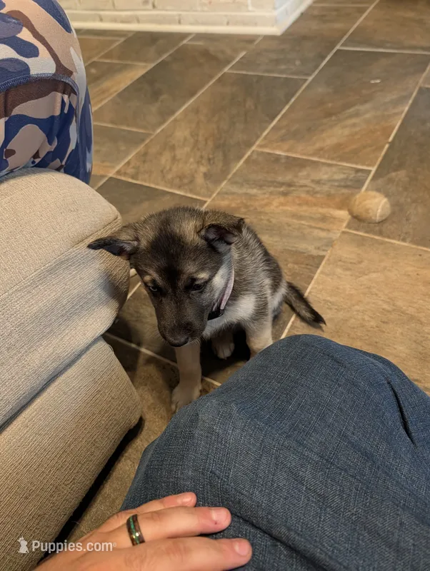 Lily – German Shepherd Dog, Siberian Husky puppy for sale in Midlothian, VA