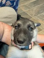 Lily, a female German Shepherd Dog and Siberian Husky for sale in Midlothian, VA – 6 of 6