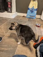 Mongo, a male German Shepherd Dog and Siberian Husky for sale in Midlothian, VA – 7 of 7