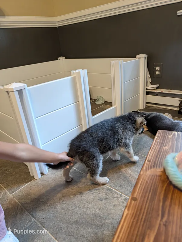 Mongo – German Shepherd Dog, Siberian Husky puppy for sale in Midlothian, VA