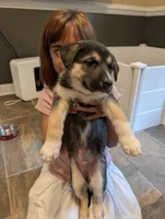 Brownie, a male German Shepherd Dog and Siberian Husky for sale in Midlothian, VA – 4 of 6