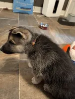 Mongo, a male German Shepherd Dog and Siberian Husky for sale in Midlothian, VA – 3 of 7
