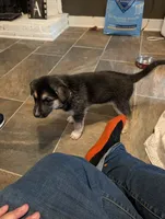 Brownie, a male German Shepherd Dog and Siberian Husky for sale in Midlothian, VA – 5 of 6