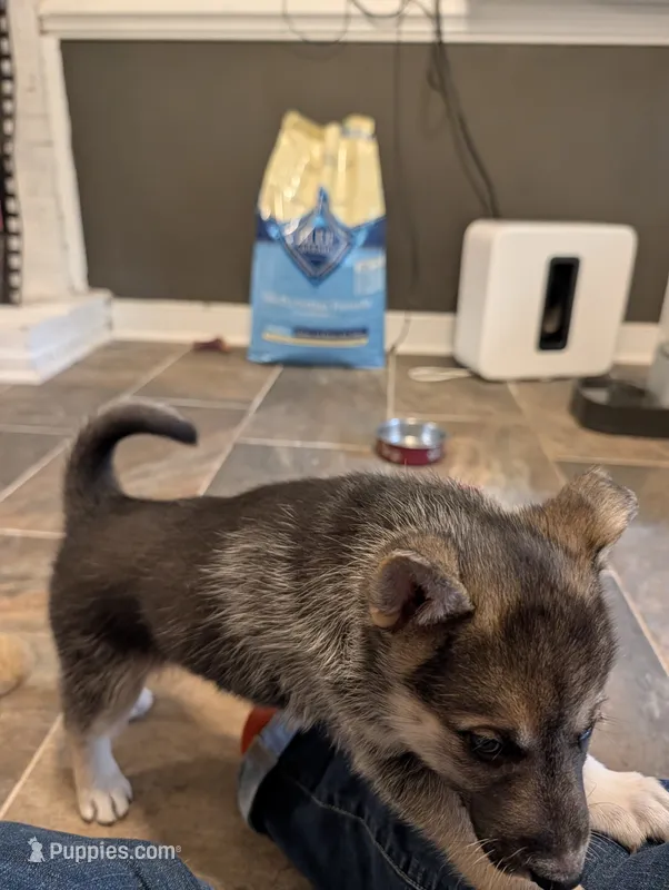 Katia – German Shepherd Dog, Siberian Husky puppy for sale in Midlothian, VA