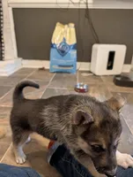 Katia, a female German Shepherd Dog and Siberian Husky for sale in Midlothian, VA – 1 of 5