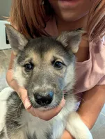 Katia, a female German Shepherd Dog and Siberian Husky for sale in Midlothian, VA – 5 of 5