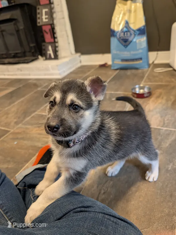 Donut – German Shepherd Dog, Siberian Husky puppy for sale in Midlothian, VA